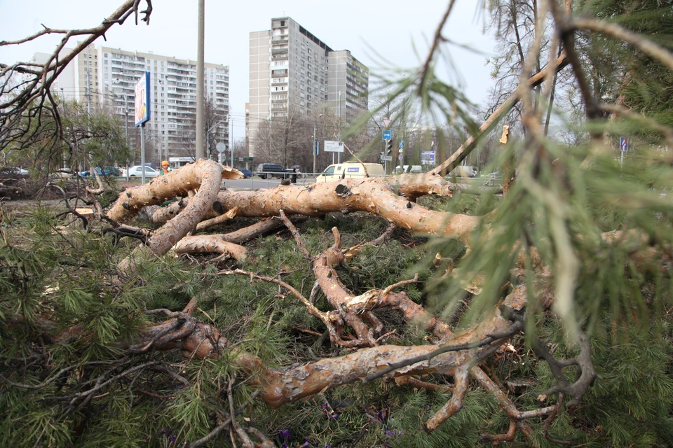 Браконьеры незаконно вырубили 71 дерево в Нижегородской области.