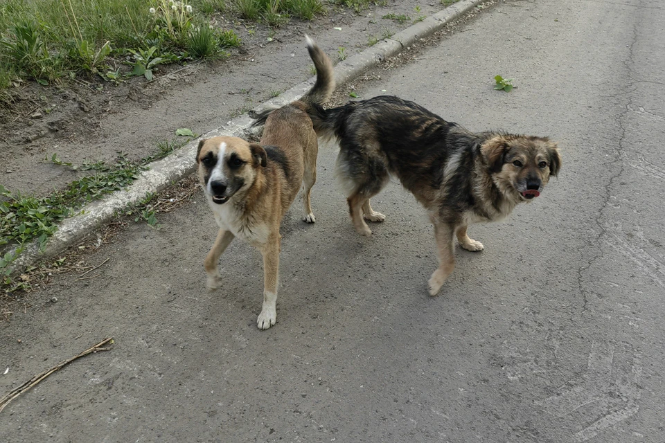 Случилось все на пляже в бухте Щитовая.