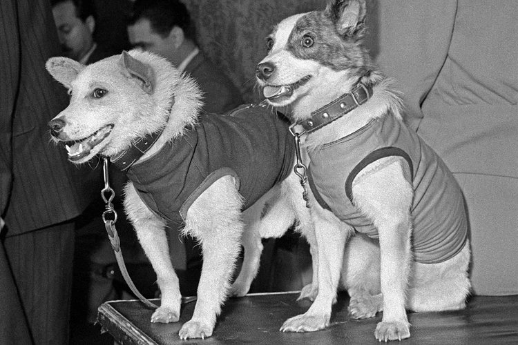 65 лет полету Белки и Стрелки: Почему в космос послали собак, а не кошек - и почему собак не отправляют на МКС