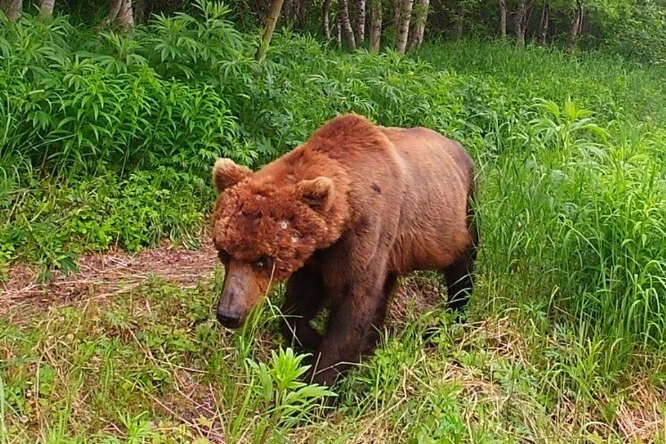 Животные подверглись сильнейшему стрессу. Фото: Кроноцкий заповедник