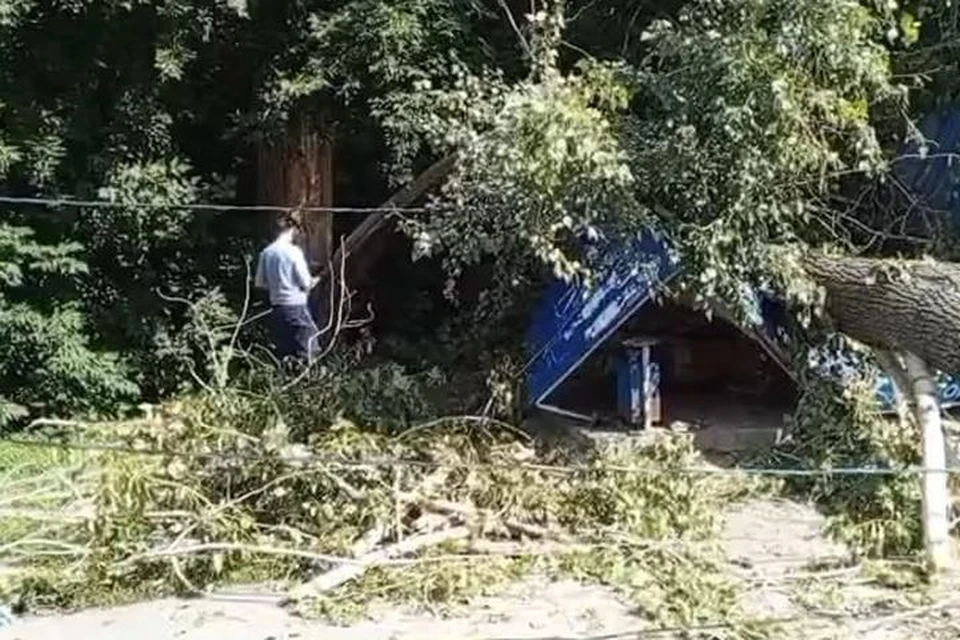 Дерево рухнуло на остановку. Фото: СУ СКР по Новосибирской области.