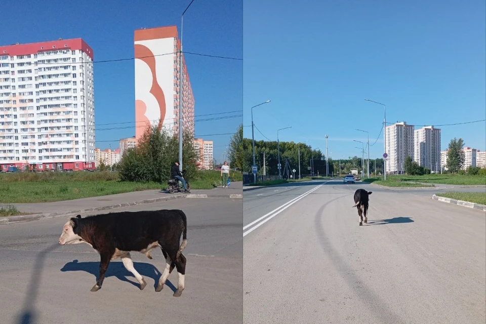 Жители сняли его на видео и переживают, чтобы он не попал под колёса. Фото: предоставил очевидец.