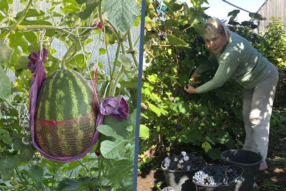 Елена с успехом выращивает сочные арбузы и разнообразные сорта винограда. Фото: Елена Пихтовникова.