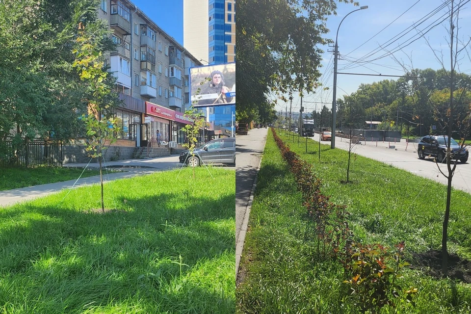 На участке высадили 70 лип и почти полтысячи кустарников. Фото: пресс-служба администрации Кировского района Новосибирска.