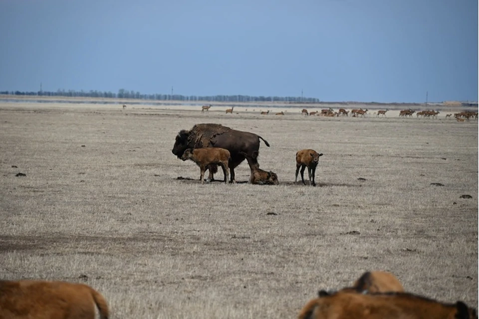 30 детенышей американского бизона родились в "Аскания-Нове" с начала года. Фото: администрация Херсонской области
