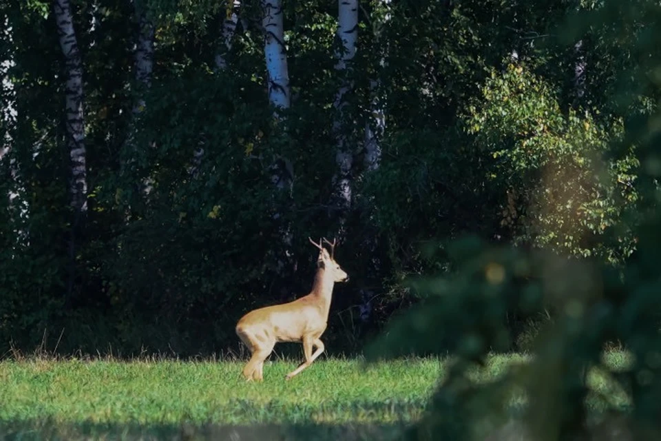 В Качугском районе группу из шести человек осудили за незаконную охоту на косуль