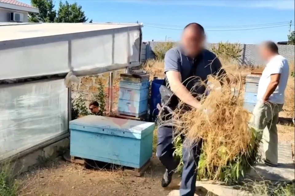 Правоохранители изъяли кусты запрещенного растения. Фото: скриншот видео УМВД России по г. Севастополю