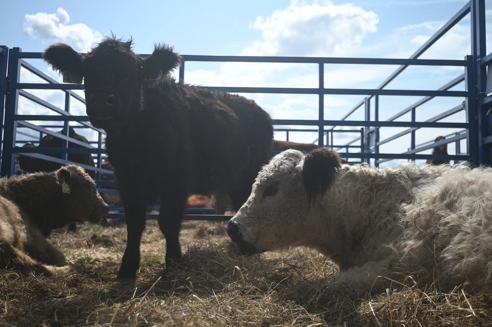 Зарплата в аграрном секторе Крыма выросла почти на 180% за последние два года.