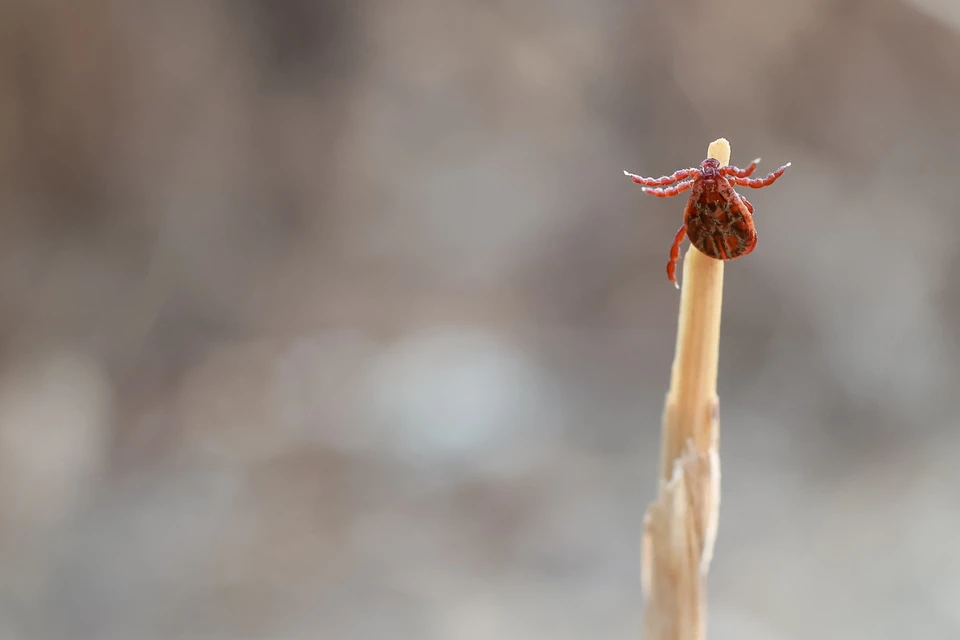 В Москве клещи переживают вторую волну активности в сентябре