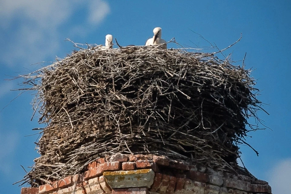 В селе Млевичи аисты обосновались на разрушенной колокольне. Фото: Сергей Иванов