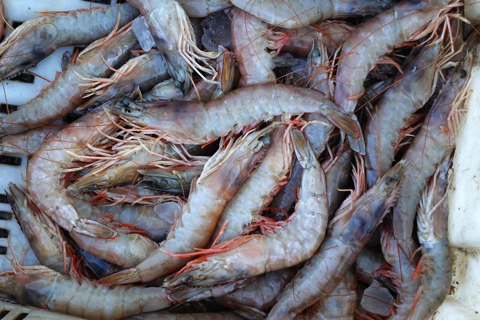 ЕС за семь месяцев нарастил импорт морепродуктов из РФ