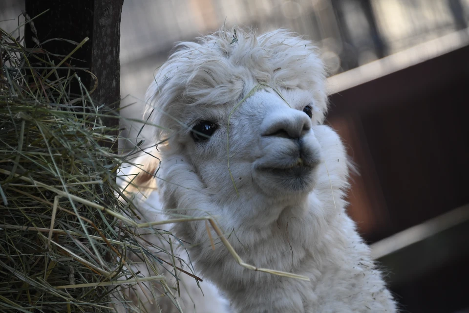 Альпаки и ламы погибли при пожаре в зоопарке Новосибирска
