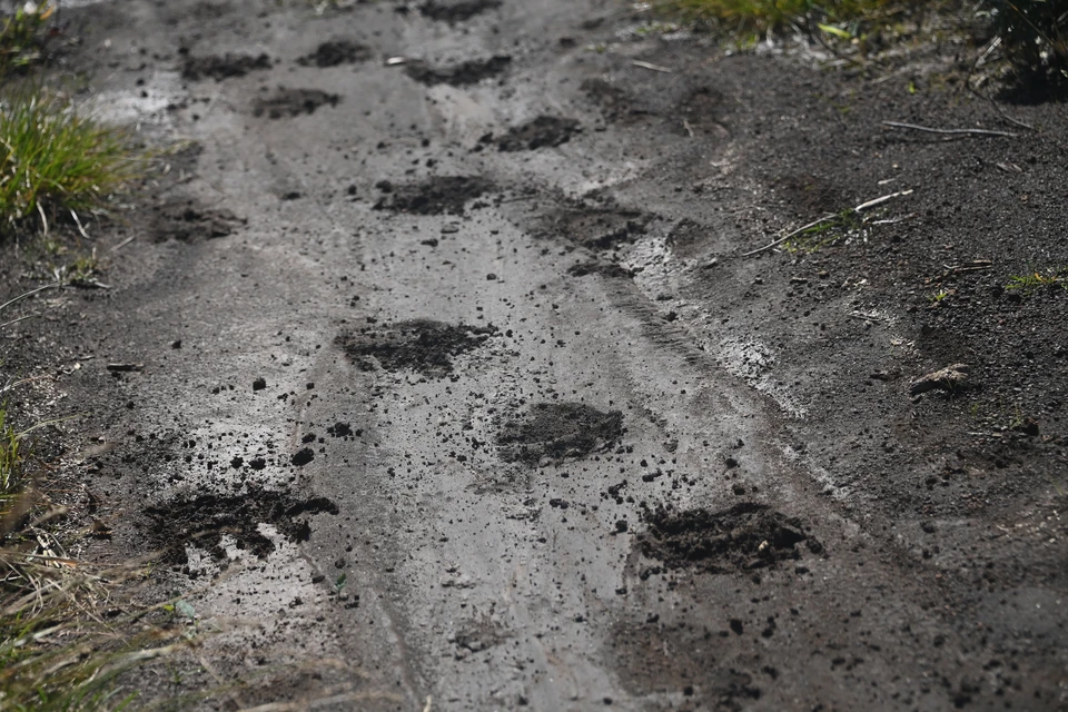 Медведь напал на женщину у школы