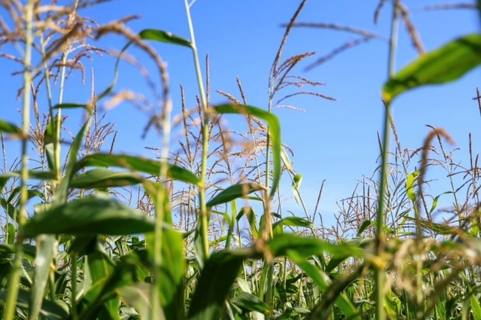В республике насчитывается более миллиона гектаров кислых почв.