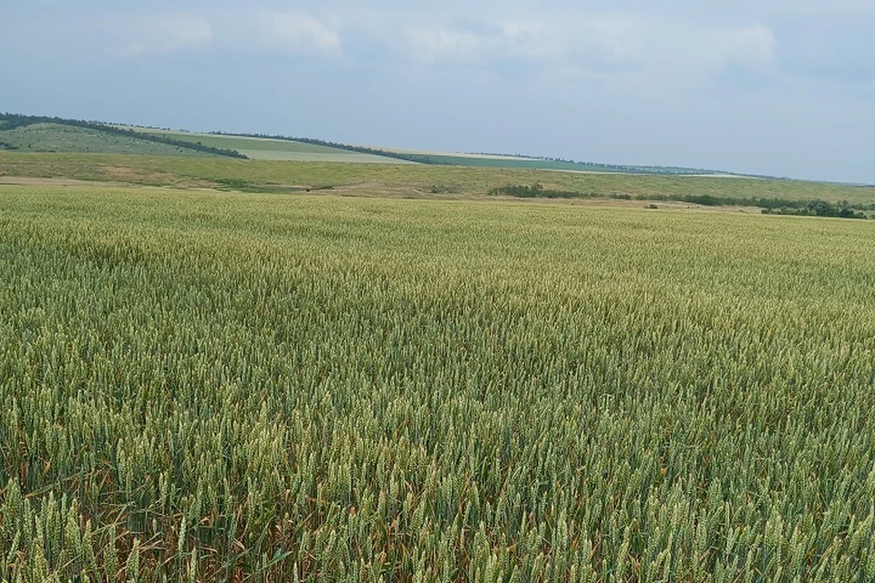 В ДНР стартовал сев озимой пшеницы в условиях засушливой почвы. Фото: Филиал «Донецкий» Россельхозцентра