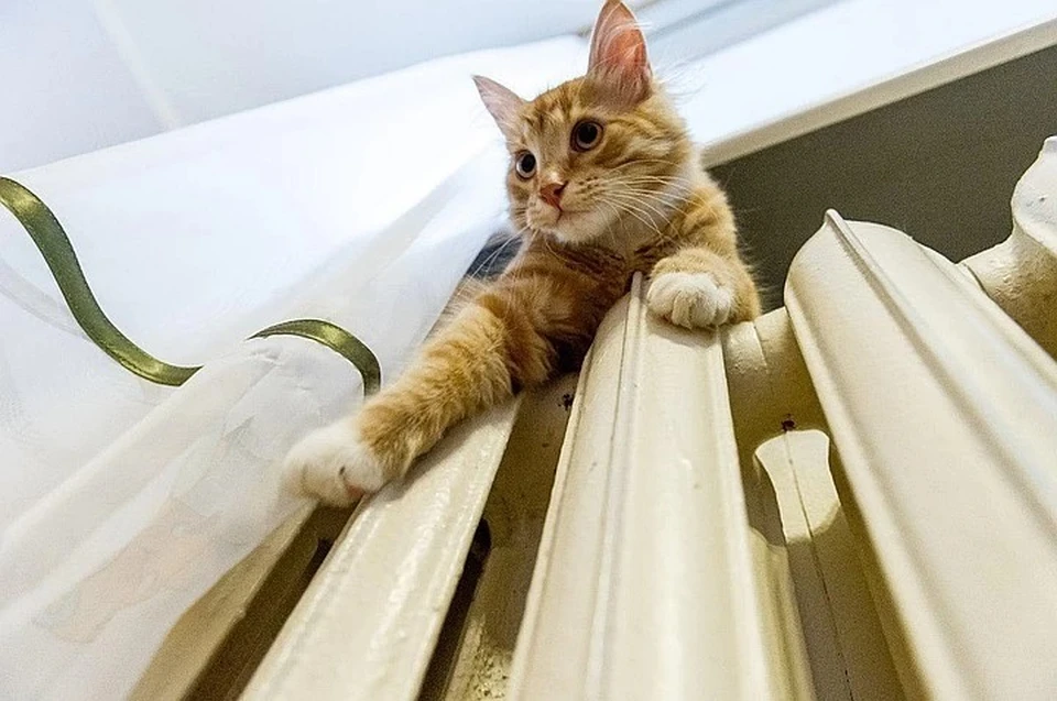 Полный запуск системы по всему городу займет около двух недель.