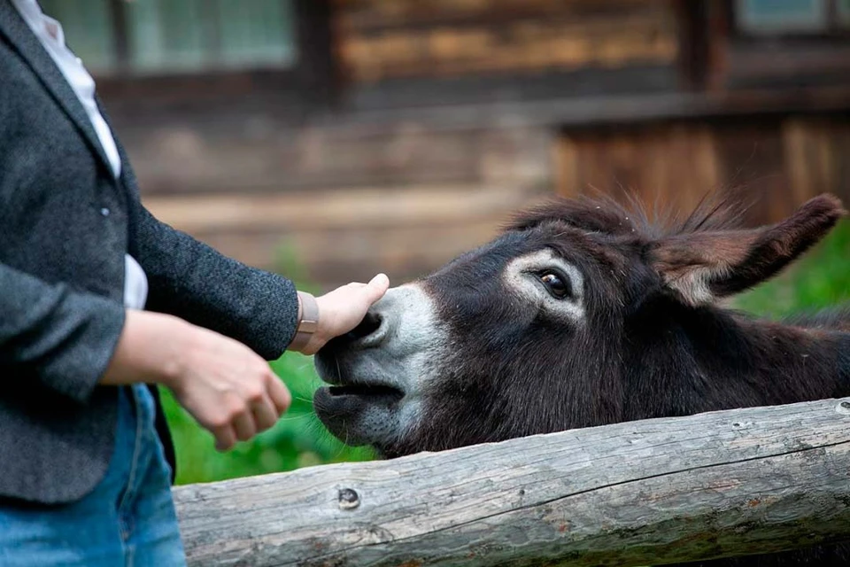 У горожан есть последняя в этом сезоне возможность увидеть белых павлинов и ослика. Фото: t.me/gatchina_palace