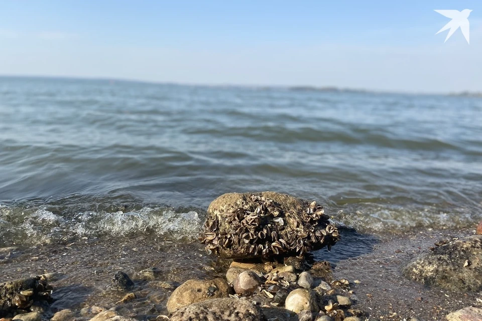 Специалисты сказали, с чем связан зеленый цвет воды Минского моря. Снимок носит иллюстративный характер. Фото: архив «КП»