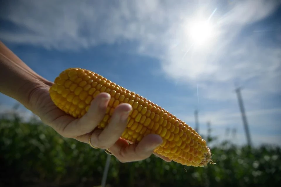 Россия ввела 10% пошлину на экспорт льна и квоты на вывоз кукурузы