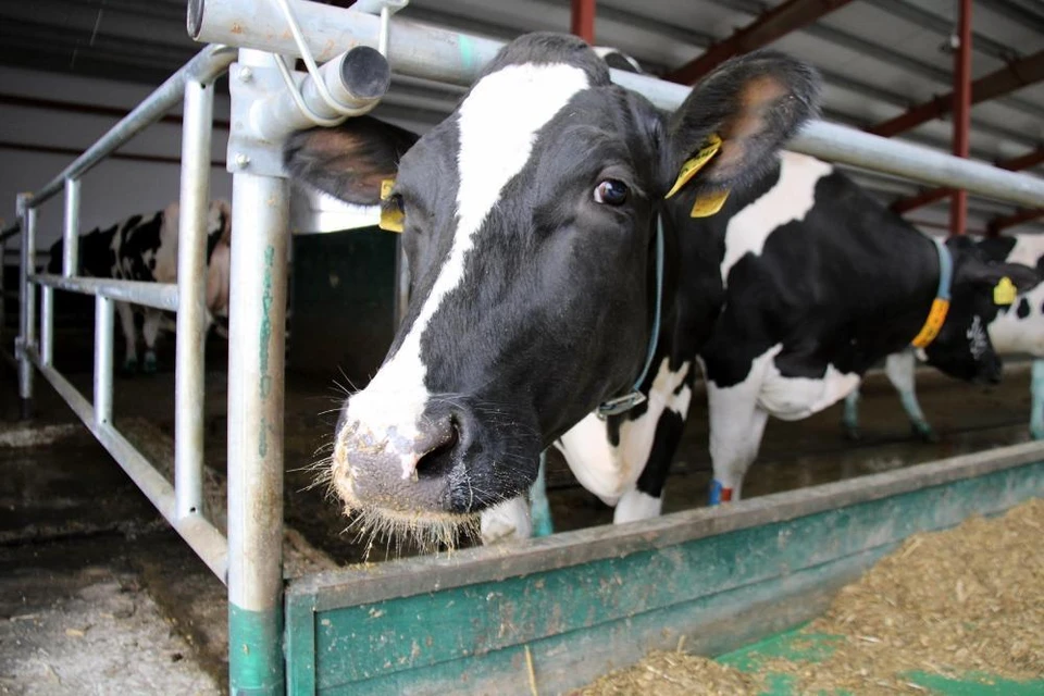 Молочный комплекс, где буренки, как в санатории, запустили в Суздальском районе.
