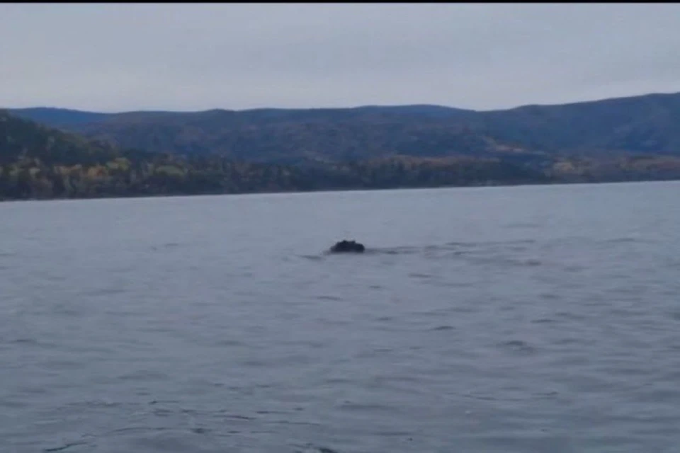 Медведь закрыл купальный сезон на Байкале. Фото: Заповедное Подлеморье