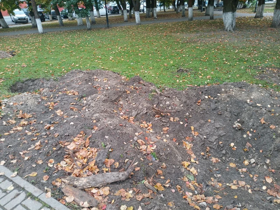 Сквер Ленина в Калуге пополнится новыми деревьями.