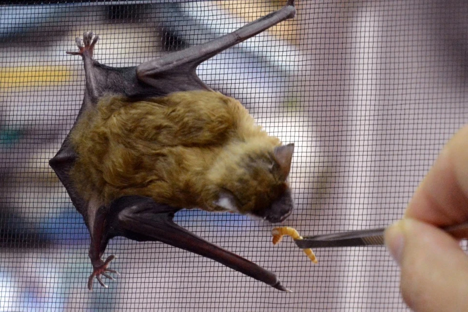 Директор Московского зоопарка развеяла мифы об опасности летучих мышей