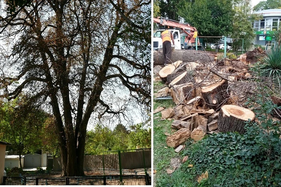 Пятиствольный каштан рос во дворе дома по улице Фрунзе в Симферополе. Фото: Иван Коваленко