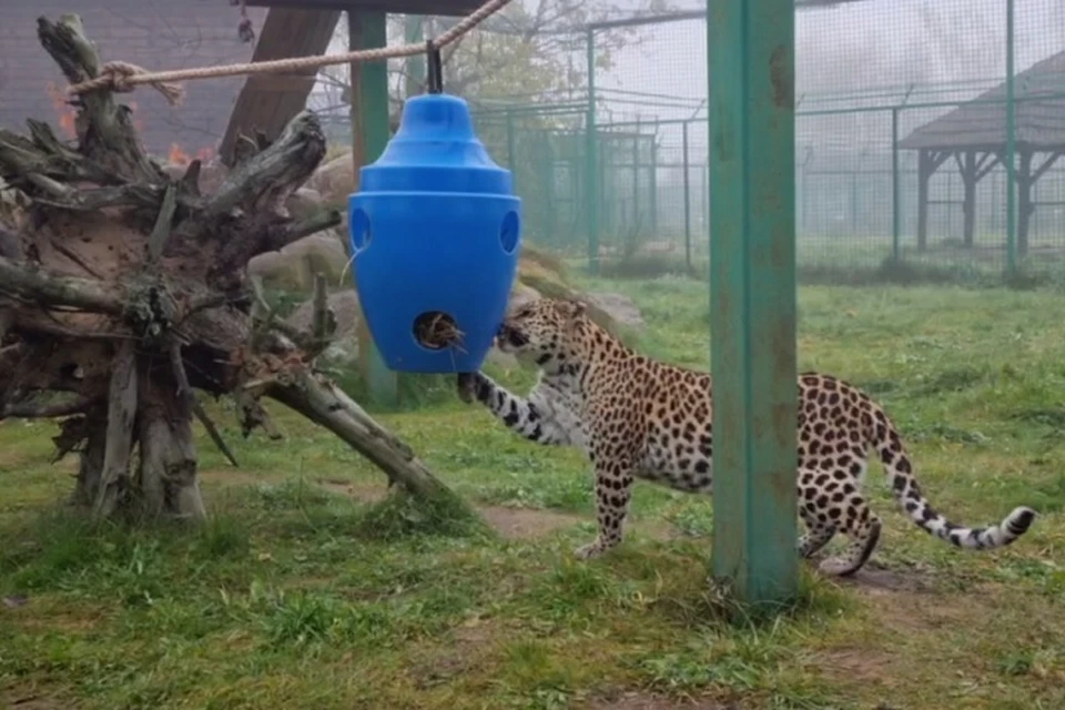 Леопарды без ума от новой игрушки. Фото: Ярославский зоопарк.