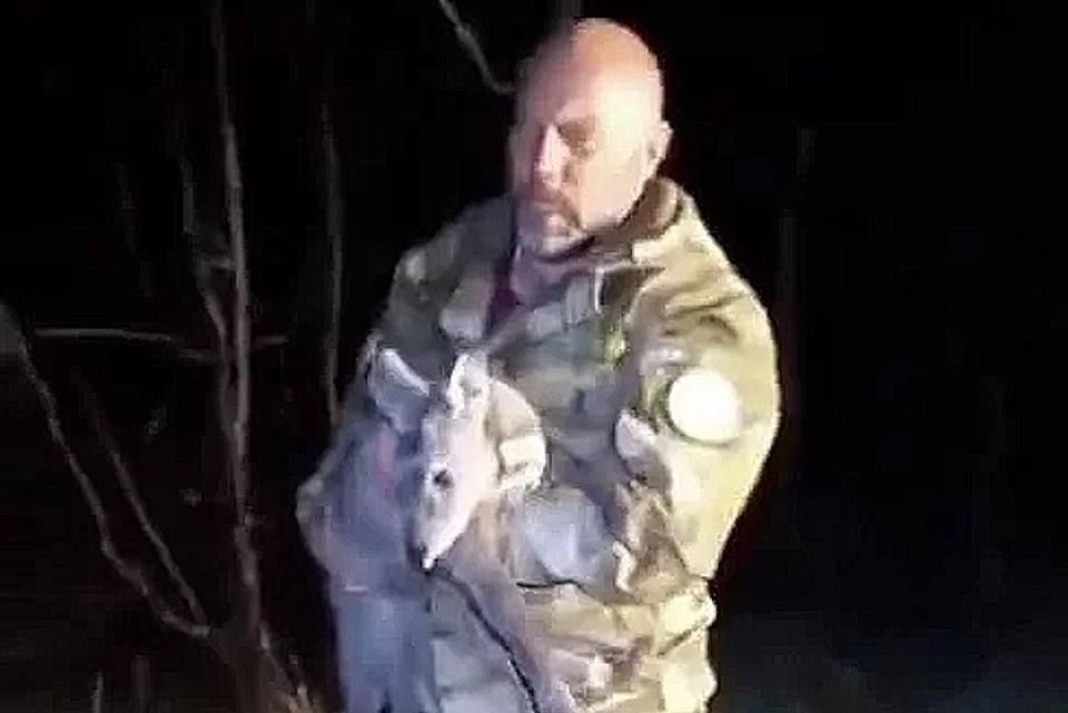 Краснокнижную кабаргу спасли и выпустили в леc. Фото: Агентство лесного и охотничьего хозяйства Сахалинской области