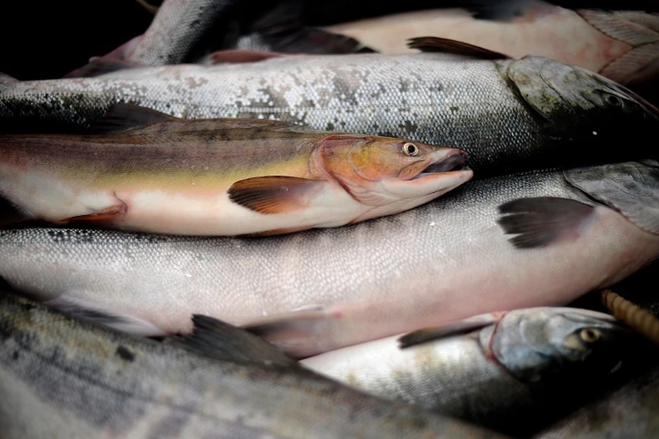 В 2025 году в Хабаровском крае выловили более 13 тысяч тонн горбуши