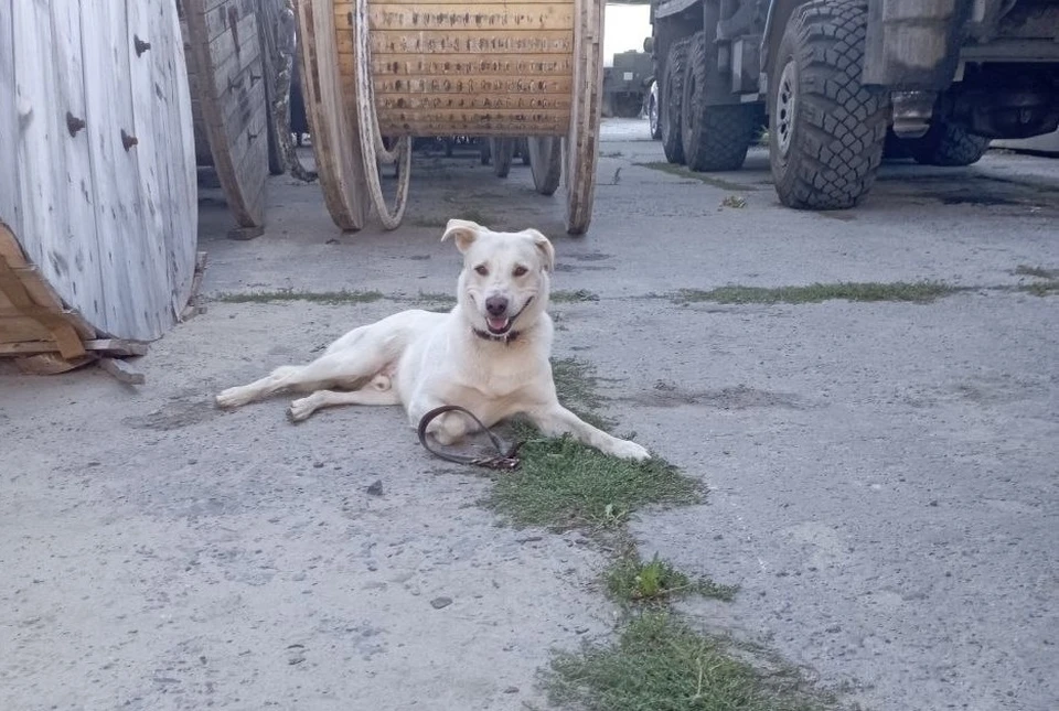 Три года назад пса привезли в Ульяновск из шахты «Лутугинской». Фото УльГЭС
