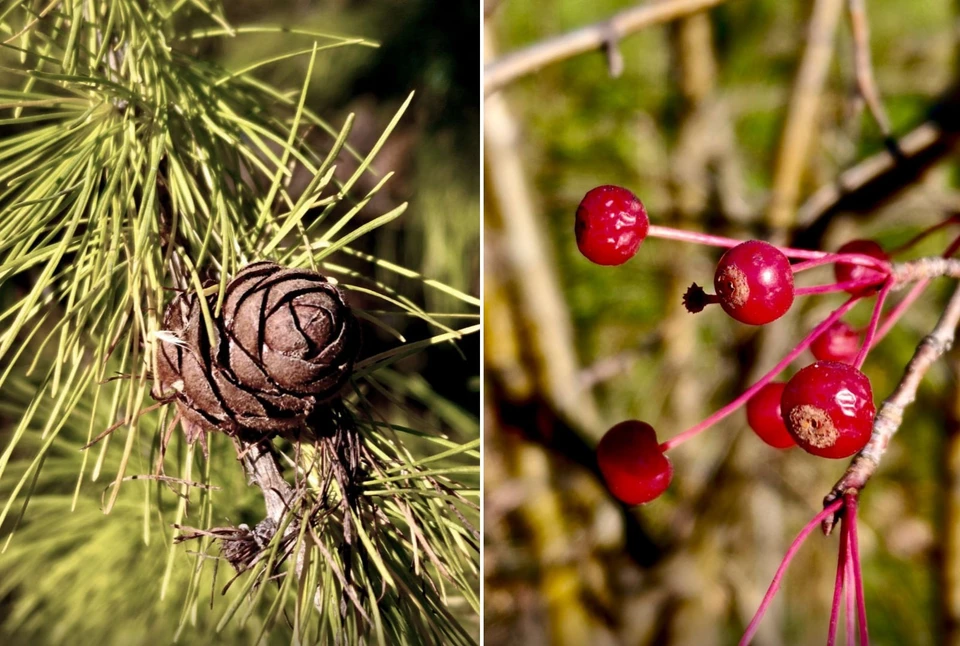Фото: Александр Сковородников