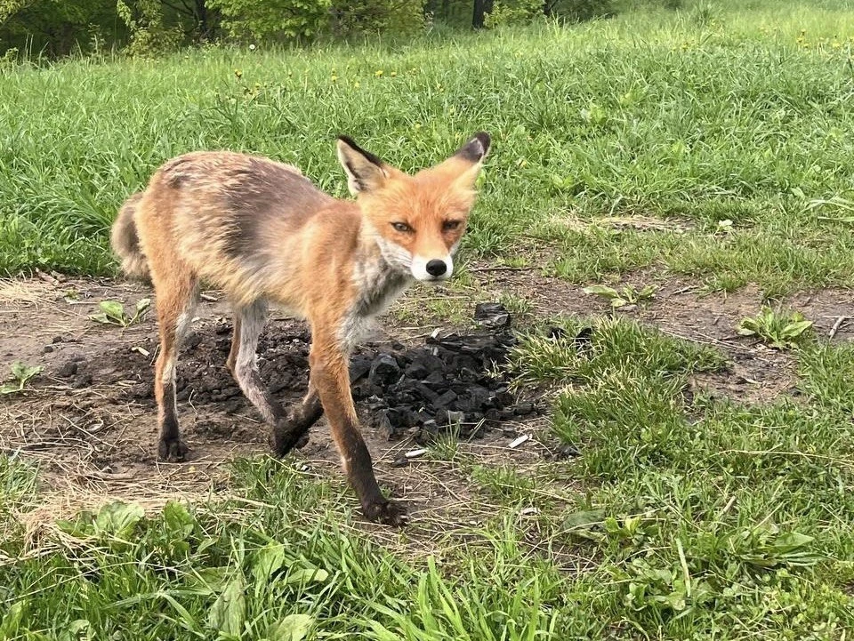 В Тюмени сняли на видео лису, интересующуюся чем поживиться.