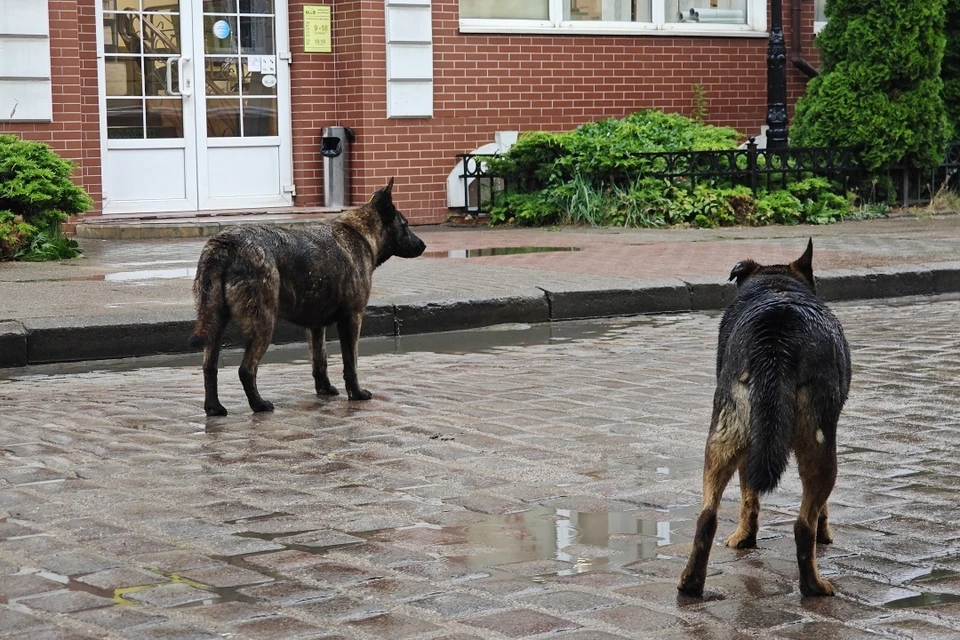 Жители Новошахтинска пожаловались на агрессивных дворняжек.