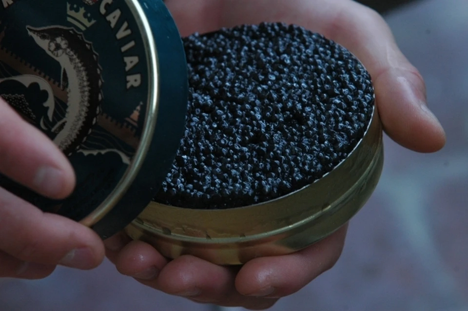 Жителей Хабаровского края осудят за незаконную перевозку черной икры