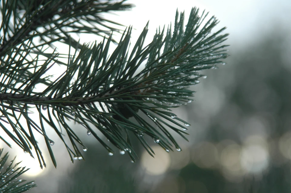 В регионе будет облачно с прояснениями.