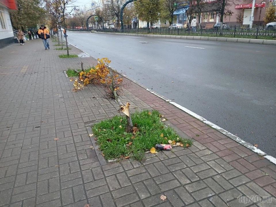 Калужские полицейские нашли вандала, испортившего деревья и тумбу на Кирова.