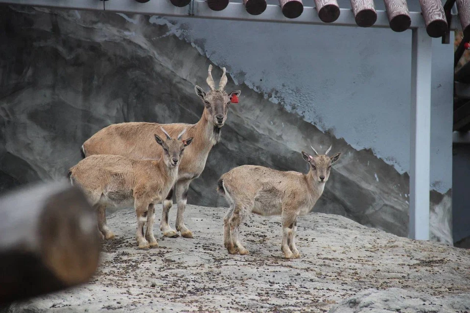 У каждого из козликов свои привычки и особенности. Фото: министерство культуры Пермского края.
