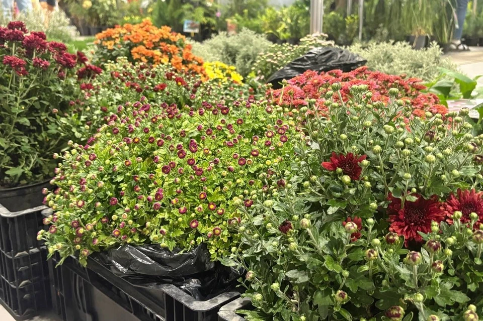 Ярмарка для садоводов пройдет в Краснодаре Фото: пресс-служба городской администрации