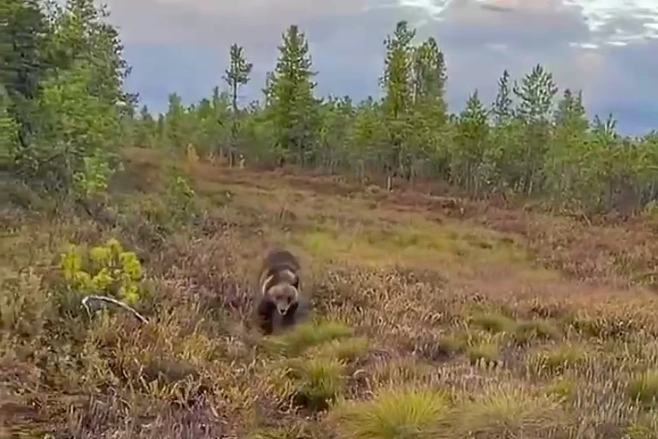 Ничего себе погоня! Миша, остановись, страшно! Фото: скрин видео.
