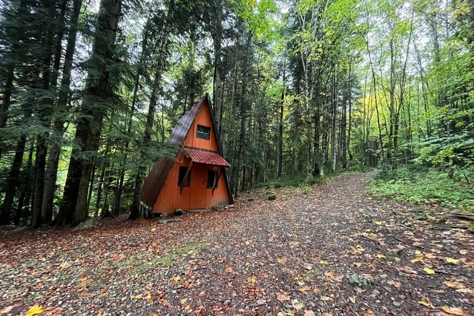 В Рязанской области нашли второй «Пьяный лес»
