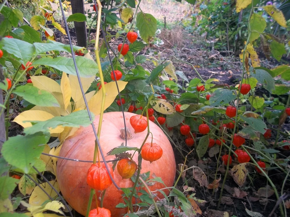 Ночные заморозки и небольшие дожди обещают белгородцам 23 октября