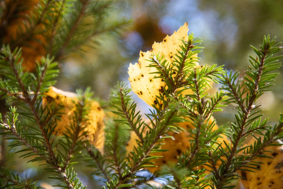 23 октября в Новосибирске начнется с тумана.