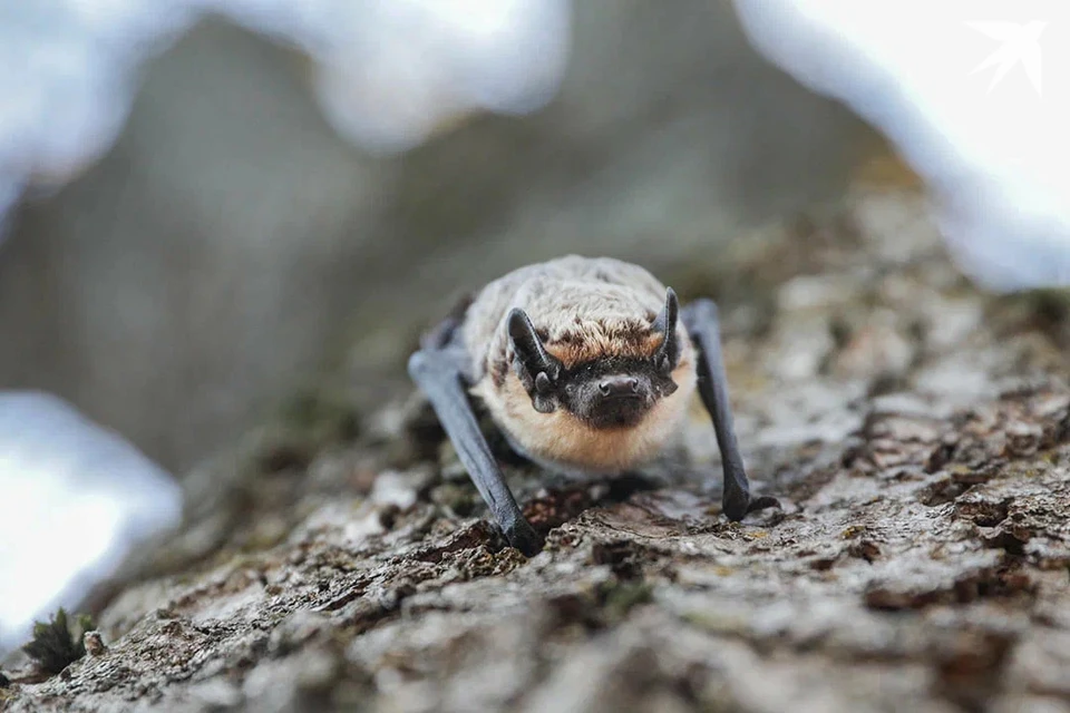В Солигорске женщина нашла летучих мышей на балконе. Снимок носит иллюстративный характер.