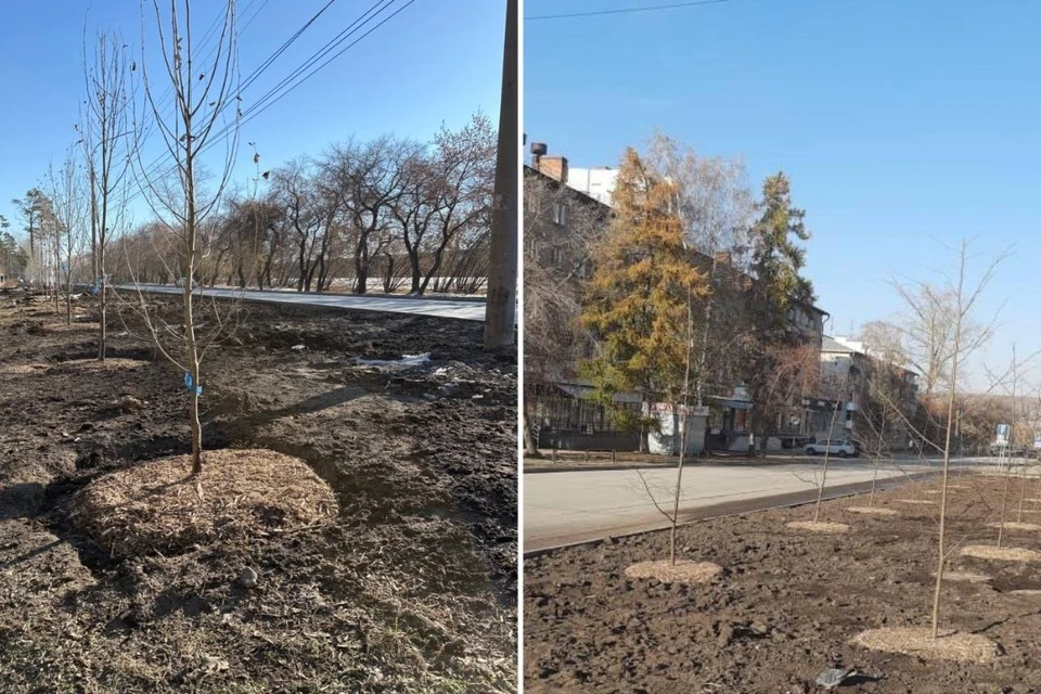 В Первомайском районе завершили осенний цикл озеленения. Фото: мэрия Новосибирска