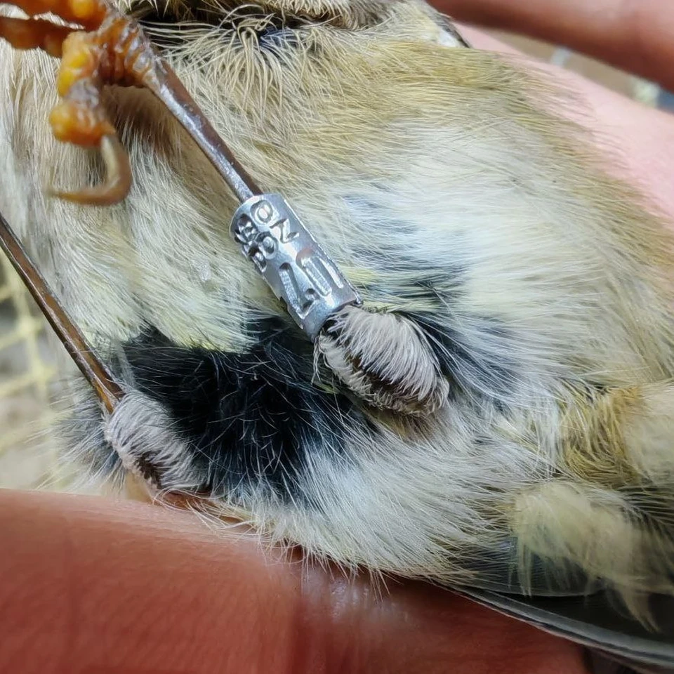 Фото: телеграм-канал «Фрингилла».