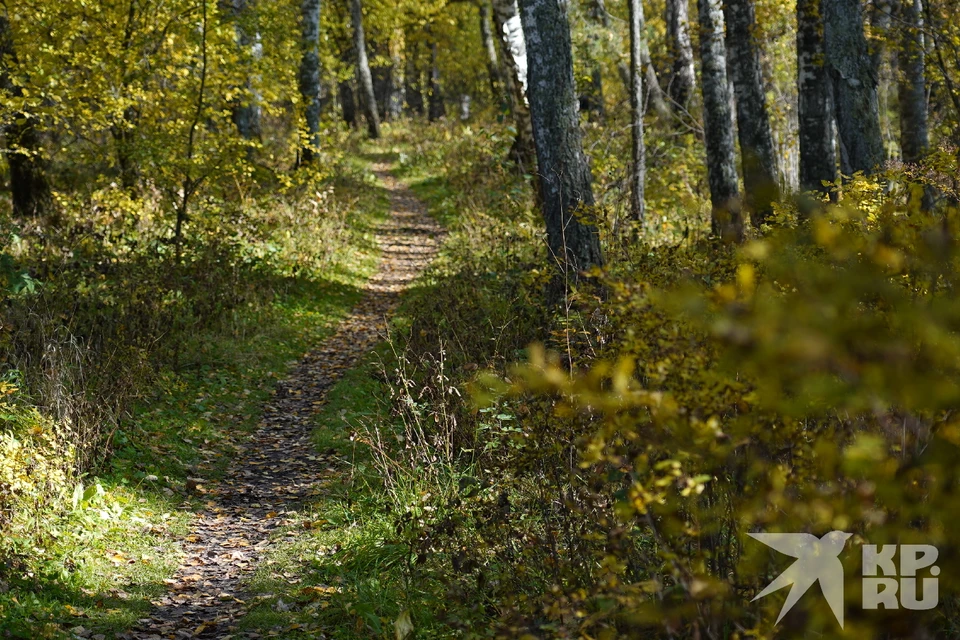 Участок земли за Лесопарком в Рязани продают за 130 млн рублей.
