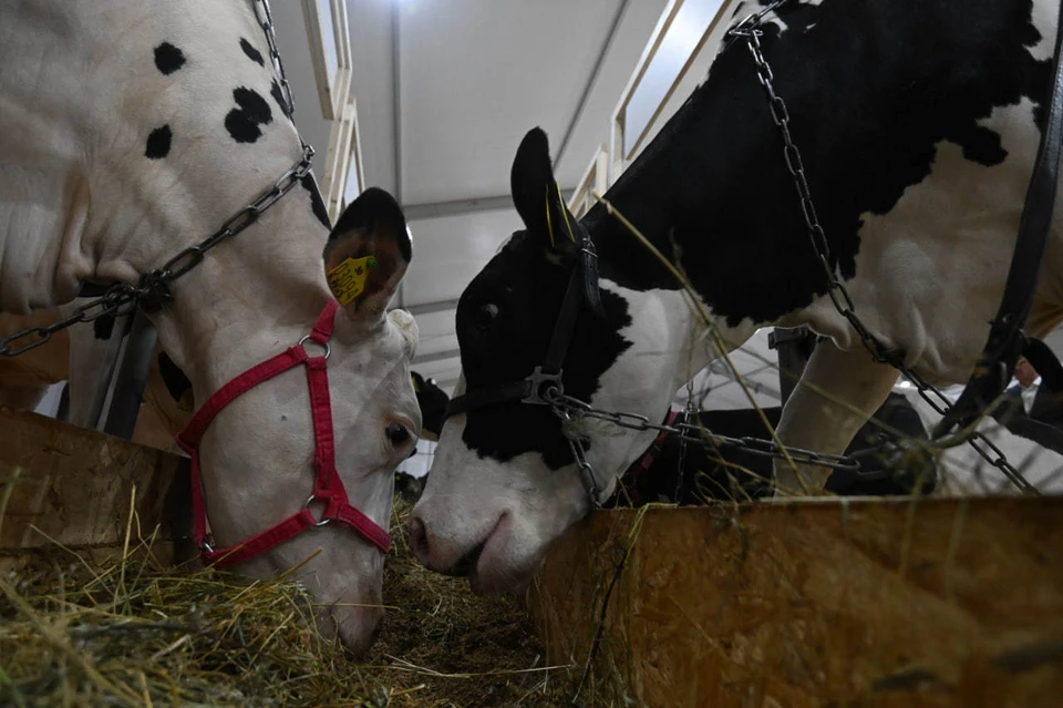 В сельхозорганизациях зимуют 147,7 тысячи голов КРС, включая 55,5 тысячи коров, 52,9 тысячи свиней, 3,7 тысячи овец и коз, 5,1 тысячи лошадей, а также более 6 миллионов птиц