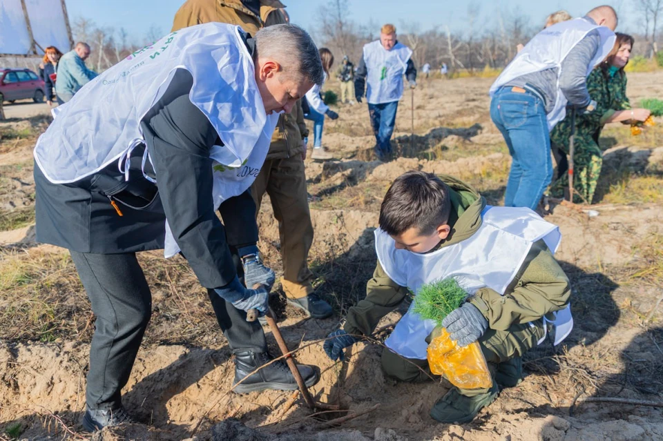 В первый день высадили 10 тысяч молодых сосен. ФОТО: АГ ЛНР